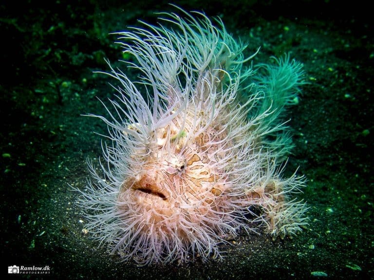 Rejseartikler – Behåret tudsefisk (Antennarius striatus) i Lembeh-strædet. Spotlight on the Hairy Frogfish