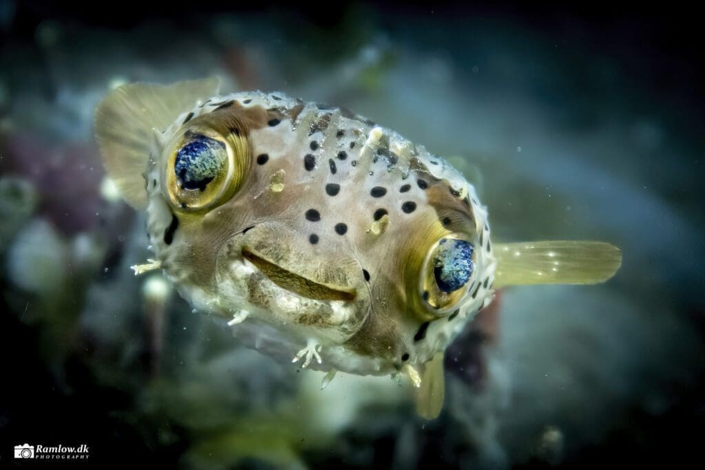 Rejseartikler - Nærbillede af en glad pindsvinefisk ved Lembeh.