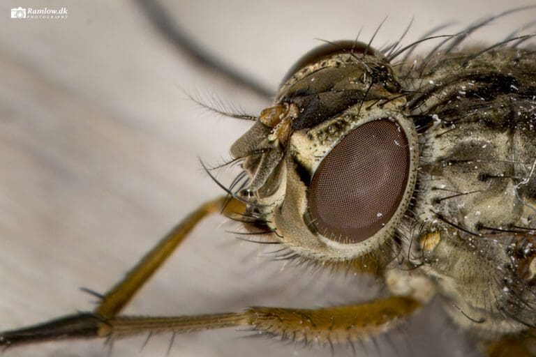 Natur – flue i ekstrem makrofoto med tydelige facetøjne og børsteklædt hoved