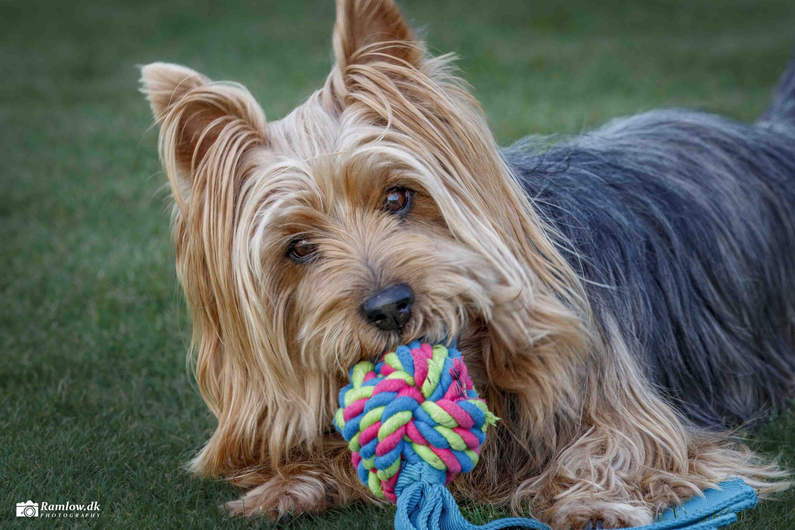 Kæledyr – Australsk Terrier med farverigt legetøj i munden og øjenkontakt på græsplæne